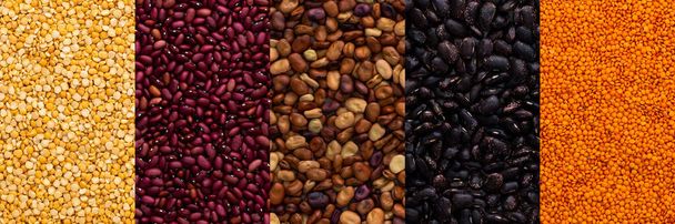 さまざまな種類のマメ科植物のバナー、黄色のエンドウ豆とレンズ豆、赤、黒、茶色の豆、トップビュー - 写真・画像