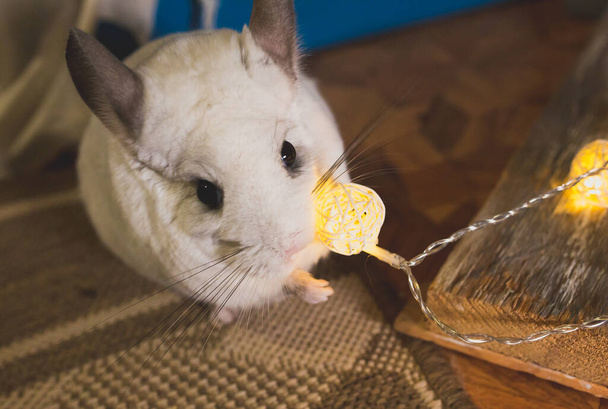 White chinchilla is sitting on the floor. Cute home pet near the lights. - Photo, Image