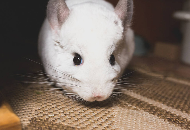 White chinchilla is sitting on the floor. Cute home pet. - Photo, Image