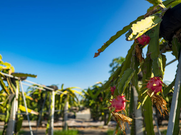 fruto del dragón en el árbol de fruta del dragón esperando la cosecha en la granja agrícola en asiático, plantación de pitahaya fruta del dragón en taiwan en el verano - Foto, Imagen