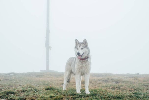 Beautiful Siberian husky dog in the mountains - Fotó, kép