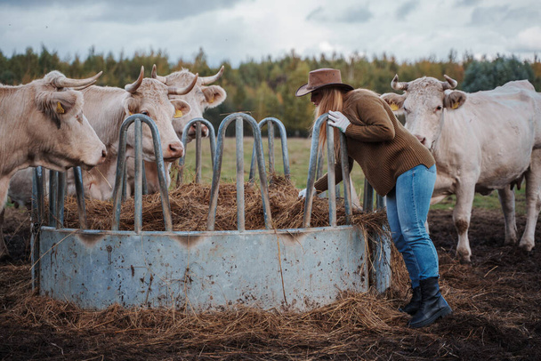 Shot of farmer woman caring and feeding cows on field of farm. - Photo, Image
