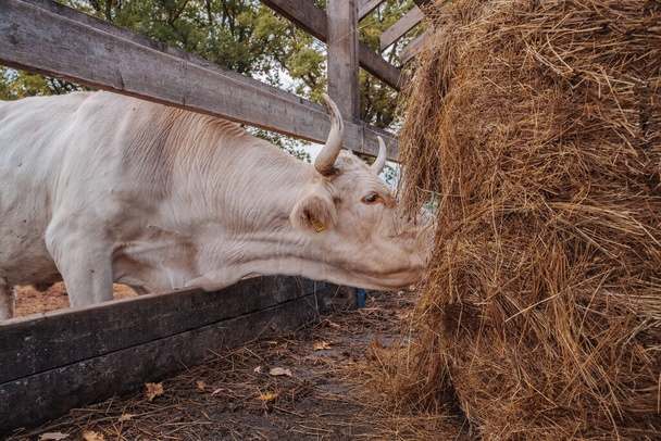 Breeding of cattle in farm and deficit of food. Cows eating hay in farm. - Fotó, kép