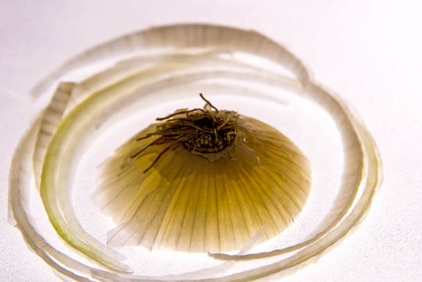 rebanada de cebolla blanca retroiluminada
 - Foto, imagen