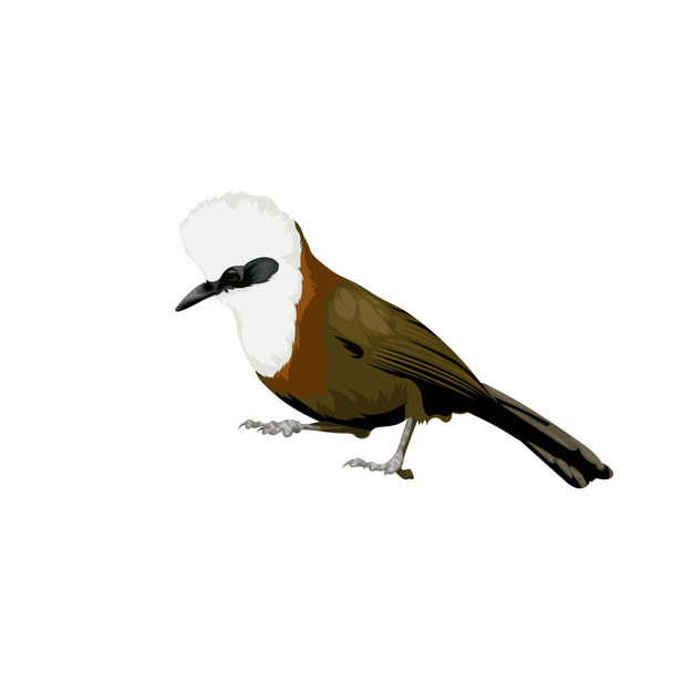Beyaz ibikli Laughingthrush kuş vektörü - Vektör, Görsel