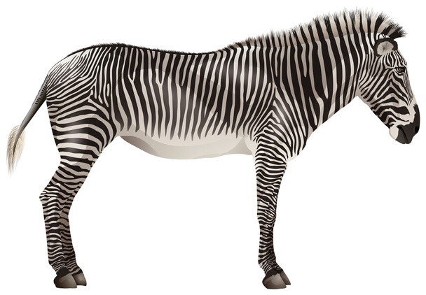 Zebra - Vektor, Bild