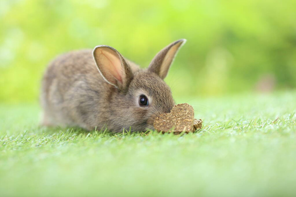 Pequeno coelho bonito na grama verde com bokeh natural como fundo durante a primavera. Jovem coelhinho adorável brincando no jardim. Adorável animal de estimação no parque - Foto, Imagem
