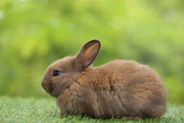 Schattig konijntje op groen gras met natuurlijke bokeh als achtergrond in het voorjaar. Jong schattig konijntje dat in de tuin speelt. Liefdevol huisdier in park - Foto, afbeelding