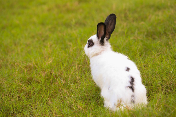 Jovem branco com coelho ponto preto no campo verde na primavera. Coelhinho encantador se diverte no jardim fresco. Adorável coelho joga e é relaxar na natureza grama verde. - Foto, Imagem