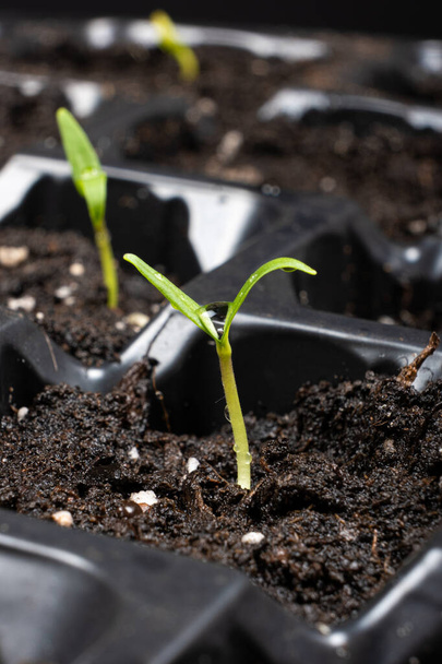 Growing peppers from seeds. Step 4 - First Sprouts. - Foto, Imagem