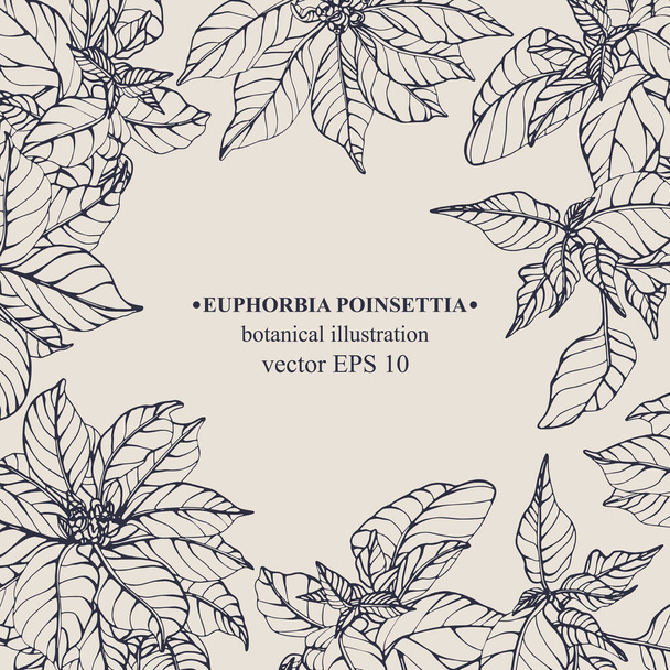 Vektör el Euphorbia Poinsettia çerçeve darwn. Arkaplan ve kapak tasarımı için botanik illüstrasyon - Vektör, Görsel