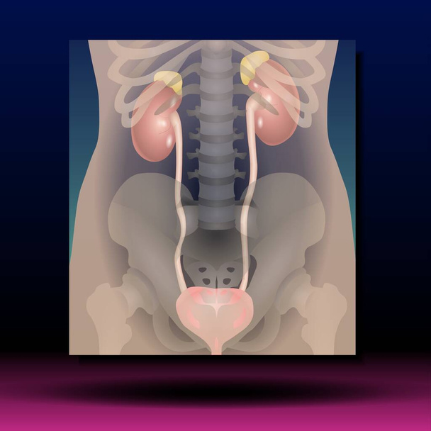 Układ moczowy żeński - dostępne pliki źródłowe Fla - żeński układ moczowo-płciowy składa się z nerek, moczowodów, pęcherza moczowego, cewki moczowej i narządów płciowych. układu rozrodczego i moczowego. Ludzka sylwetka. Ilustracja wektora. - Zdjęcie, obraz