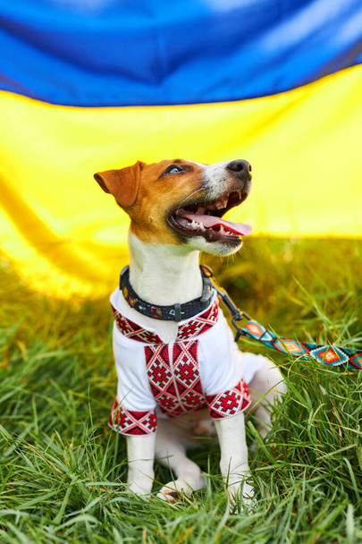 Şirin gülümseyen köpek yavrusu Jack Russell Teriyeri. Ukrayna bayrağının arka planında güneşli bir yaz gününde Vyshyvanka adı verilen ulusal kıyafetler giyen bir Ukrayna vatanseveri. Ukrayna etnik kostümü - Fotoğraf, Görsel