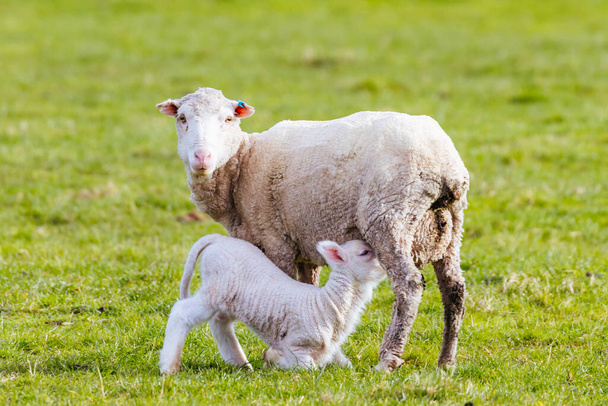 Moutons dans un champ près de Swansea et de la péninsule Freycinet par une chaude journée de printemps en Tasmanie, Australie - Photo, image