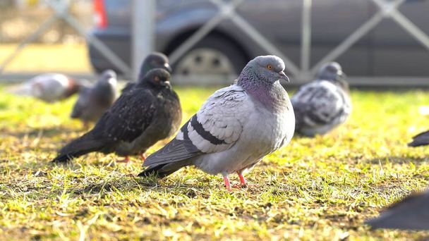 Szürke galambok ülnek a földön. Galambok a városi tájban. Kiváló minőségű fénykép - Fotó, kép