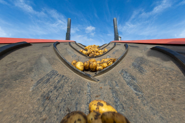 Patate fresche raccolte trasportate su nastro trasportatore. Dopo la cintura le patate vengono selezionate in base alla taglia. - Foto, immagini