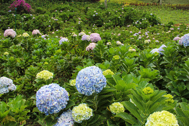 Hydrangea macrophylla flower, surrounded by green leaves, on the garden - Photo, Image