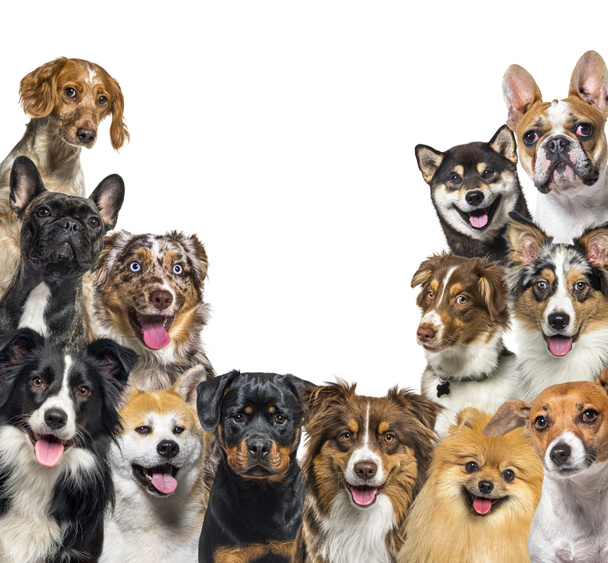 Große Gruppe glücklicher Hunde, die in die Kamera schauen, isoliert auf weiß - Foto, Bild
