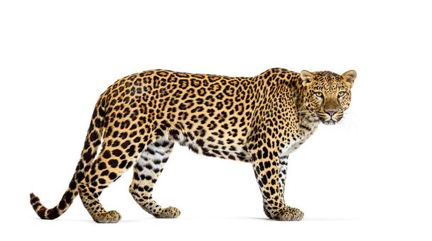 Retrato de leopardo de pie mirando a la cámara, Panthera pardus, sobre fondo blanco - Foto, imagen