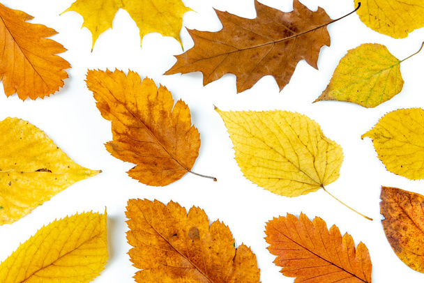 Colorful autumn leaves isolated on white background. High quality photo - Photo, image
