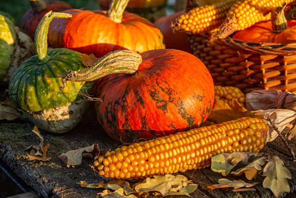 さまざまな品種の秋の収穫カラフルなスカッシュとカボチャ. - 写真・画像