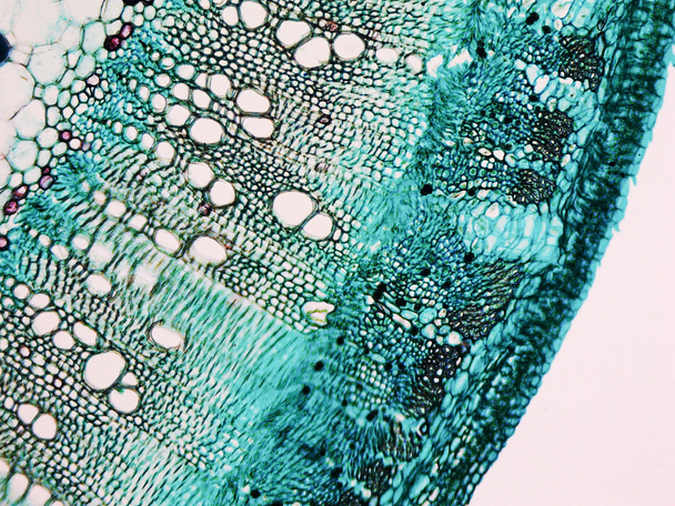 Pamut szár elektronmikroszkópos - Fotó, kép