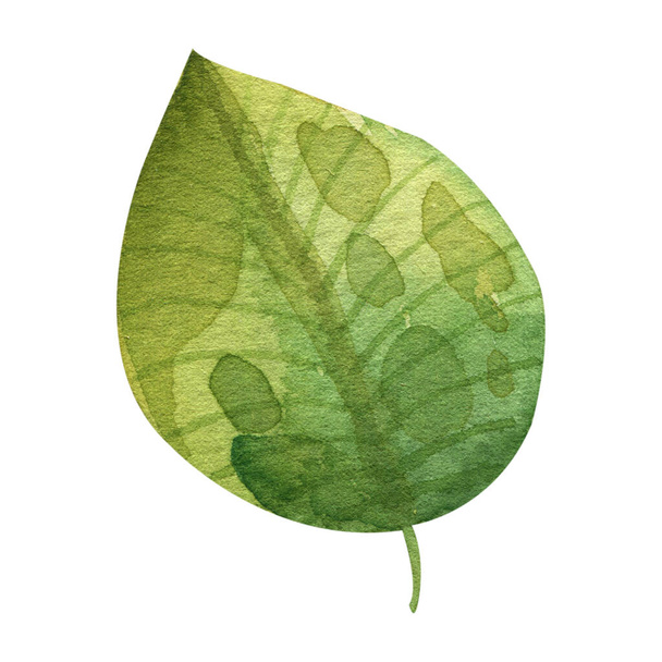 Watercolor green leaves illustration - 写真・画像