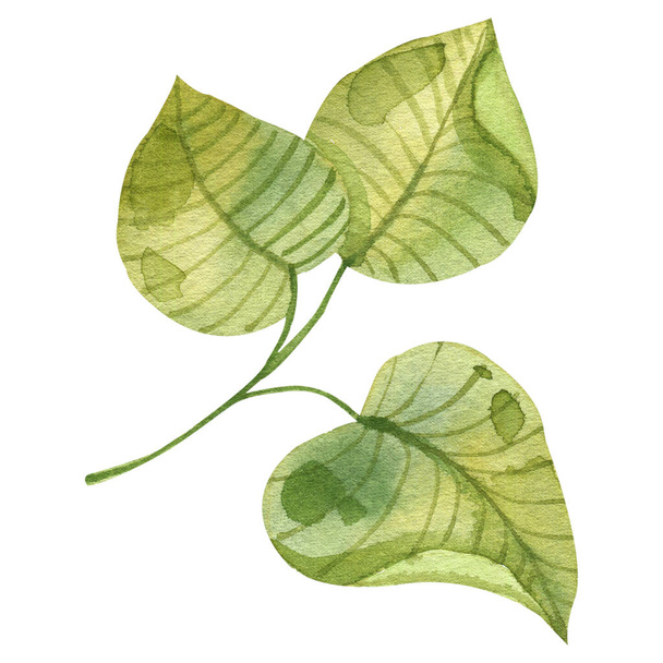 Aquarel groene bladeren illustratie - Foto, afbeelding