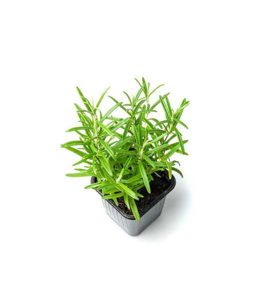 Rosemary rostlina v trávě izolované. Zelený rozmarýn pro kuchyňskou zahrádku, pěstování romarínových bylin, růst bylin ve váze, koření trávy na bílém pozadí pohled shora - Fotografie, Obrázek