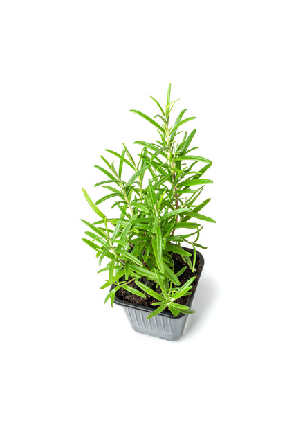 Rosemary növény pot izolált. Zöld rozmaring konyhakerthez, romarin fűszernövények termesztése, fűszernövények termesztése vázában, fűszerfű fehér háttéren - Fotó, kép