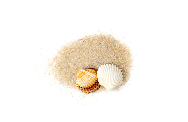 Shells in sand pile isolated. Seashell on sandy beach, ocean dune clams, summer seashore conches on white background, vacation concept - Fotó, kép