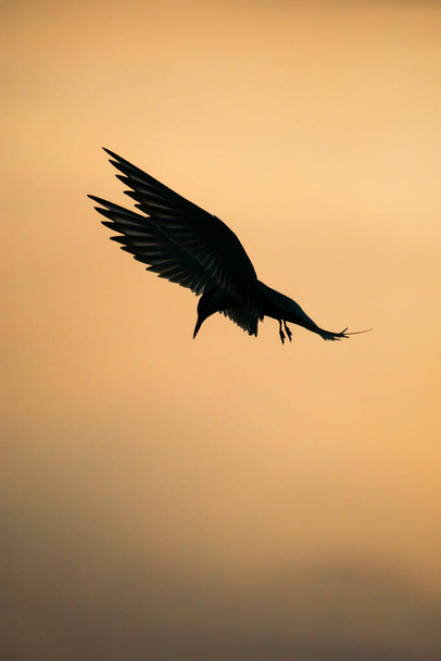 Tern (Sterna hirundo) in flight at sunset. The bird has a wonderful position because it stays in place and watches the fish. - Photo, Image