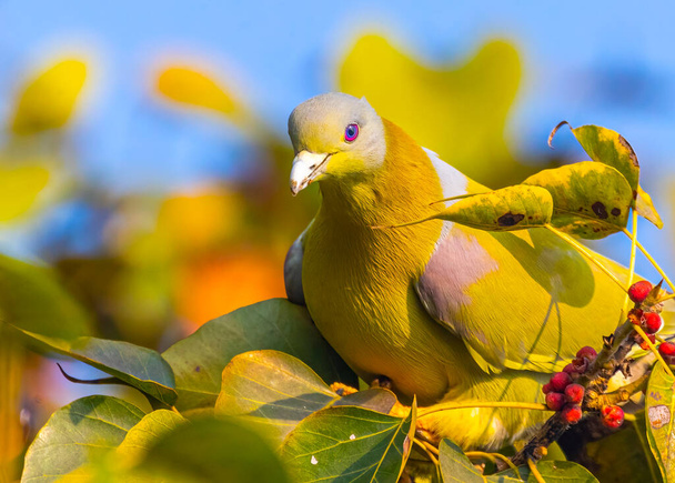Eine grüne Taube mit gelbem Fuß auf einem Baum - Foto, Bild