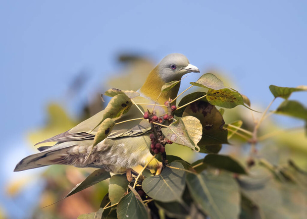 Una paloma verde de patas amarillas buscando comida en el árbol - Foto, imagen