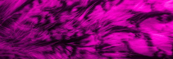 violetti ja musta höyhenet pöllö tausta tai textura - Valokuva, kuva