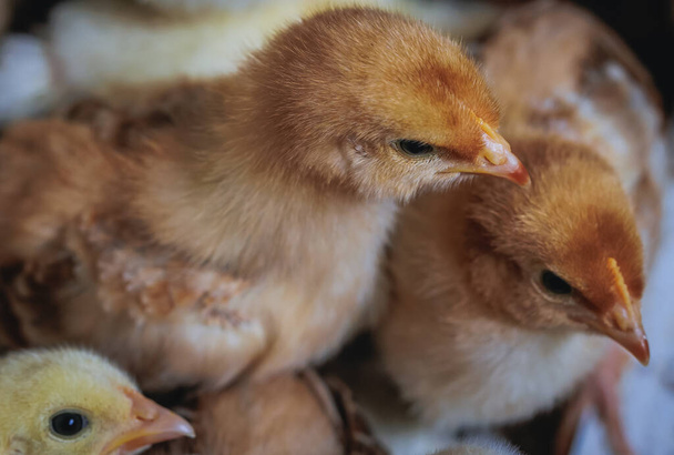 Крупный план цыплят на ферме в Польше - Фото, изображение