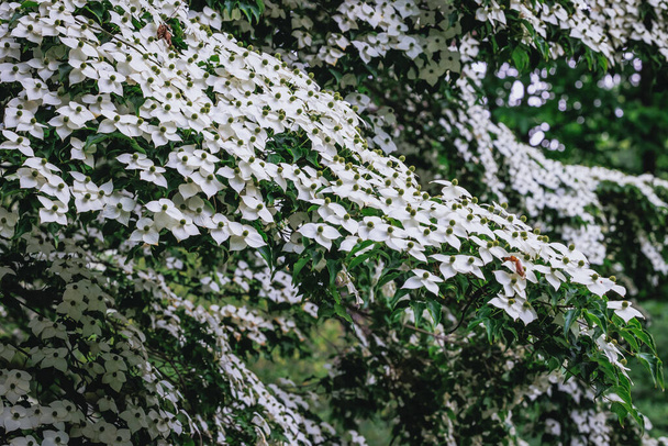 Cornus kousa çiçekleri küçük yaprak döken ağaç - Fotoğraf, Görsel