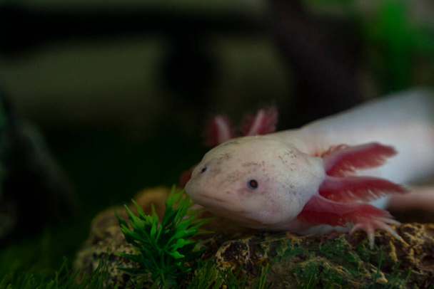 Axolotl Ambystoma mexicanum, що ходить по траві в акваріумі. Амфібія або саламандр у акваріумі. - Фото, зображення