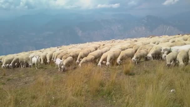 Eine große Schaf- und Ziegenherde weidet auf dem Gipfel des Monte Baldo, Italien. Im Hintergrund ist der Gardasee zu sehen. Die Herde wird auf ein neues Gebiet gehütet. Eine Ziege nähert sich der Kamera - Filmmaterial, Video