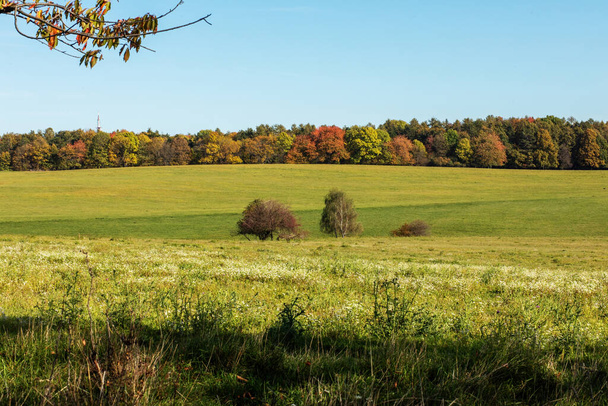 Vihreä niitty aurinkoisena päivänä syksyllä.Värikkäitä puita taustalla. Laadukas kuva - Valokuva, kuva