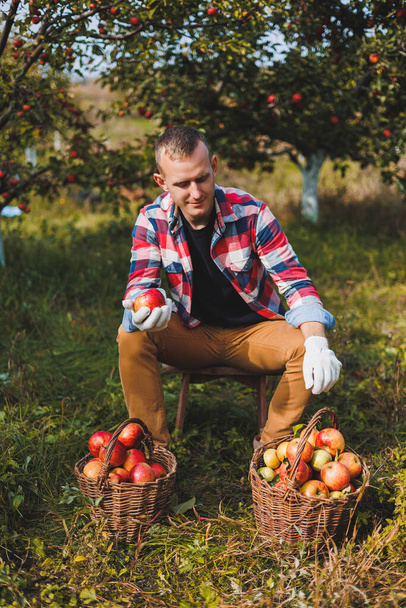 Korjaan omenoita puutarhassa. Hymyilevä nuori mies työskentelee hedelmätarhassa ja pitelee laatikollista omenoita.. - Valokuva, kuva