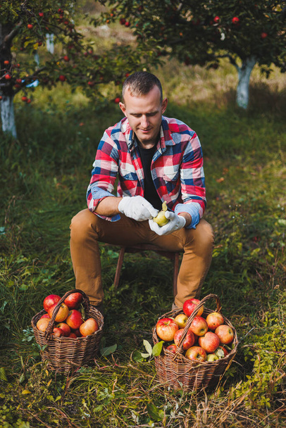 Szczęśliwy pracownik zbierający świeże dojrzałe jabłka w sadzie podczas jesiennych zbiorów. Czas zbiorów jabłek jesienią - Zdjęcie, obraz