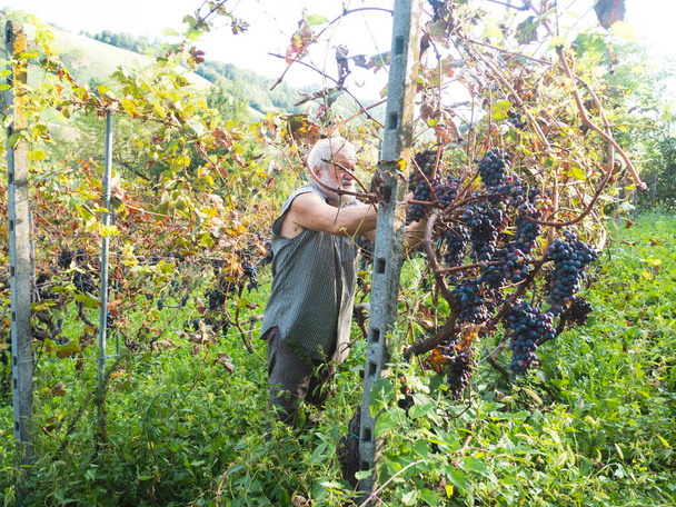velho homem barbudo harvesiting para a produção de vinho - Foto, Imagem