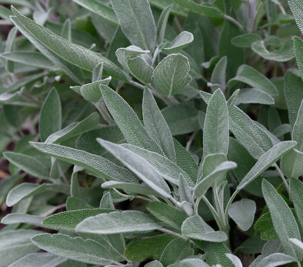 Top view of sage Salvia officinalis plants in garden - Photo, Image