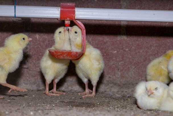 Les poulets à griller d'un jour boivent l'eau des buveurs. - Photo, image