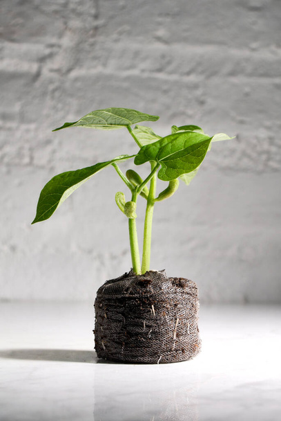 green plant in soil on grey background - Foto, Imagem