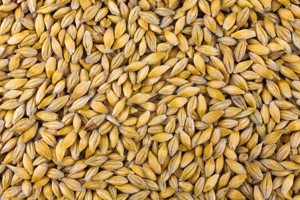 Natural oat grains background, closeup - Photo, Image