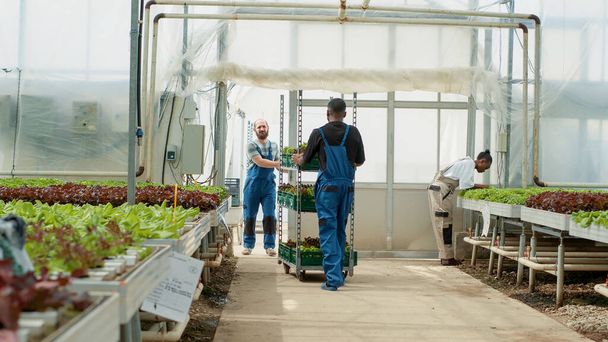 Afrikai-amerikai saláta szedő tolja állvány ki üvegház betöltésére és szállítására a helyi piacon. Kaukázusi férfi ajtót nyit a betakarított terméssel elhagyott épületből kilépő biogazdálkodó számára. - Fotó, kép