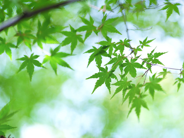 groene herfstbladeren in hokkaido - Foto, afbeelding