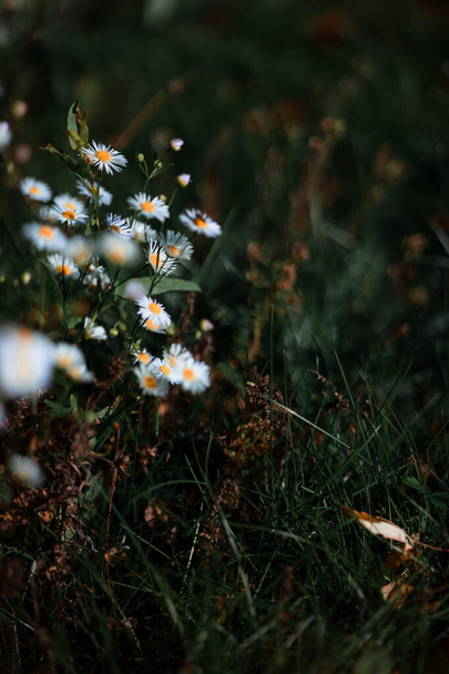 close-up shot of beautiful daisy flowers on meadow - Foto, afbeelding